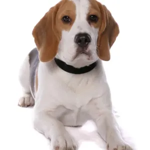 Domestic Dog, Beagle, adult male, with collar, laying Domestic Dog, Beagle, adult male, with collar, laying