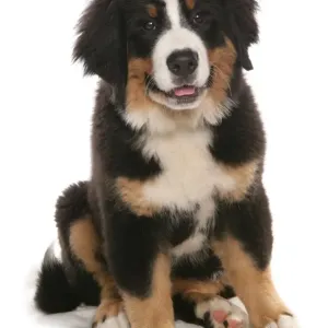 Domestic Dog, Bernese Mountain Dog, puppy, sitting Domestic Dog, Bernese Mountain Dog, puppy, sitting