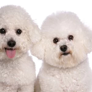 Domestic Dog, Bichon Frise, two adults, close-up of heads
