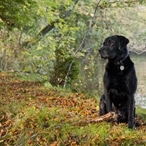 Domestic Dog, Black Labrador Retriever, Drakeshead type, adult male, sitting near mill pond, Chipping, Lancashire, England, october