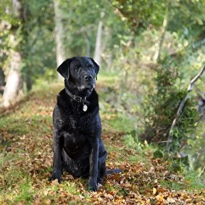 Domestic Dog, Black Labrador Retriever, Drakeshead type, adult male, sitting near mill pond, Chipping, Lancashire