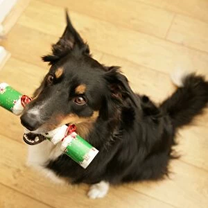 Domestic Dog, Border Collie, adult male, sitting indoors, holding cracker in mouth at Christmas, England