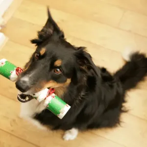 Perro de hogar Canis familiaris Collie fronterizo macho adulto sentado en casa con un galleta entre los dientes durante Navidad Inglaterra Perro de hogar Canis familiaris Collie fronterizo macho adulto sentado en casa con un galleta entre los dientes durante Navidad Inglaterra