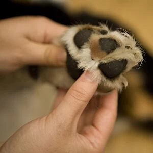 Domestic Dog, Border Collie, adult male, with owner inspecting paw, England, november