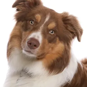 Domestic Dog, Border Collie, liver tricolour adult, close-up of head Domestic Dog, Border Collie, liver tricolour adult, close-up of head