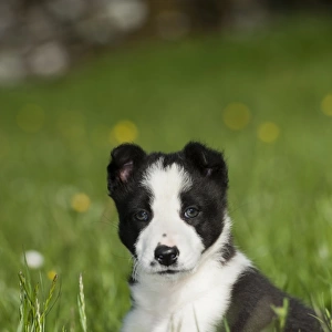 Domestic Dog, Border Collie, puppy, sitting in meadow, Cumbria, England, June
