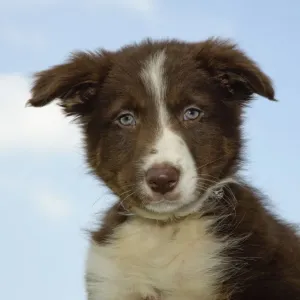 Domestic Dog, Border Collie, puppy, close-up of head, England, june Domestic Dog, Border Collie, puppy, close-up of head, England, june