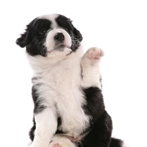 Domestic Dog, Border Collie, puppy, sitting with front paw up
