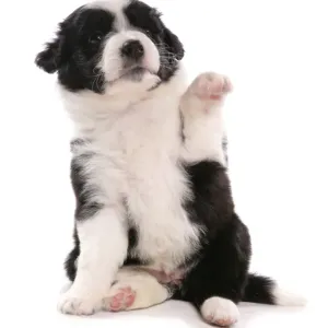 Domestic Dog, Border Collie, puppy, sitting with front paw up Domestic Dog, Border Collie, puppy, sitting with front paw up