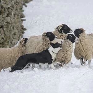 Domestic Dog, Border Collie sheepdog, adult, herding Swaledale sheep ewes in snow, Hawes, Wensleydale