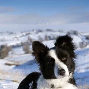 Domestic Dog, Border Collie sheepdog, adult, laying in snow on fell, Cumbria, England, december