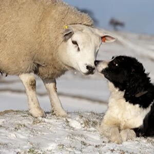 Domestic Dog, Border Collie sheepdog, adult, nose to nose with Texel ram in snow, England, december