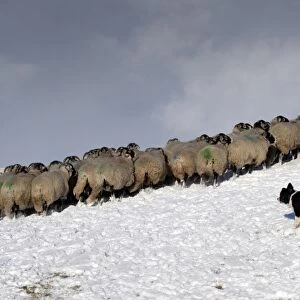 Domestic Dog, Border Collie sheepdog, adult, herding Swaledale sheep flock in snow, Cumbria, England, november