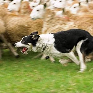 Domestic Dog, Border Collie sheepdog, running, rounding up sheep flock, Wales