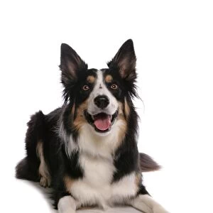 Domestic Dog, Border Collie, tricolour adult, laying