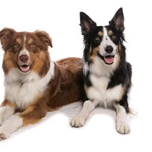 Domestic Dog, Border Collie, two tricolour adults, laying