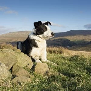 Domestic Dog, Border Collie, working sheepdog, adult, laying on moorland, waiting instruction from shepherd, Cumbria