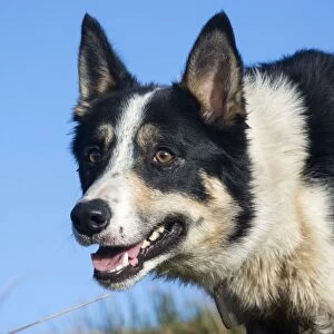 Domestic Dog, Border Collie, working sheepdog, adult, close-up of head, alert, England, December