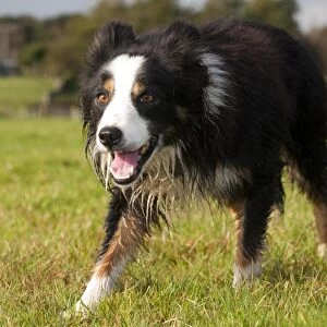 Domestic Dog, Border Collie, working sheepdog, adult, watching sheep in pasture, England, October