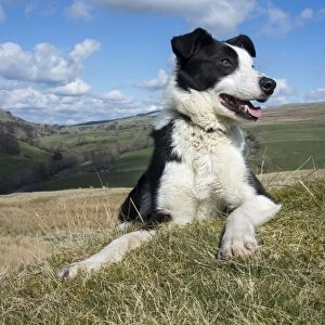 Domestic Dog, Border Collie, working sheepdog, adult, panting, laying on moorland, Cumbria, England, April