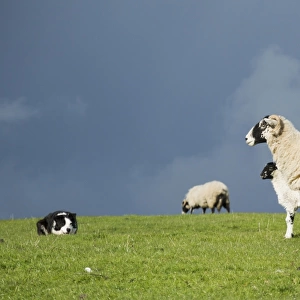 Domestic Dog, Border Collie, working sheepdog, adult, working Swaledale ewe and lamb in pasture, Cumbria, England, May