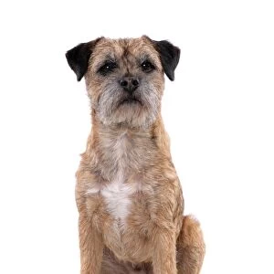 Domestic Dog, Border Terrier, adult male, sitting