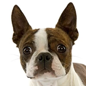 Domestic Dog, Boston Terrier, adult, close-up of head