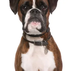 Domestic Dog, Boxer, adult male, close-up of head, with collar and tag Domestic Dog, Boxer, adult male, close-up of head, with collar and tag