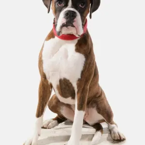 Domestic Dog, Boxer, adult, sitting, with collar Domestic Dog, Boxer, adult, sitting, with collar