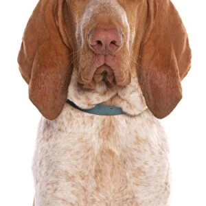 Domestic Dog, Bracco Italiano, adult male, close-up of head, with collar