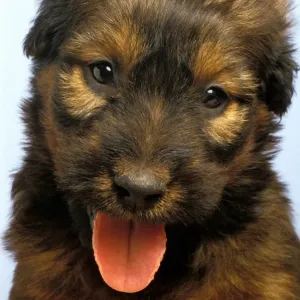 Briard Puppy Print Briard Puppy Print