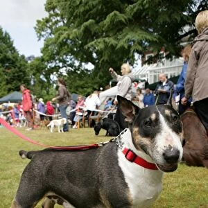 Domestic Dog, Bull Terrier, adult female, standing on grass at dog show, with collar and lead, England, june