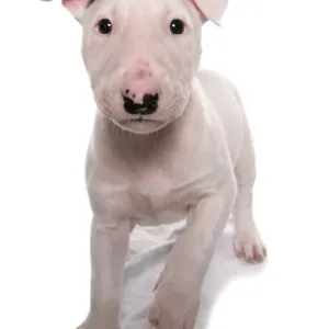 Domestic Dog, Bull Terrier, puppy, eight-weeks old, standing Domestic Dog, Bull Terrier, puppy, eight-weeks old, standing