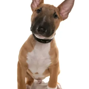 Domestic Dog, Bull Terrier, puppy, sitting, with collar Domestic Dog, Bull Terrier, puppy, sitting, with collar