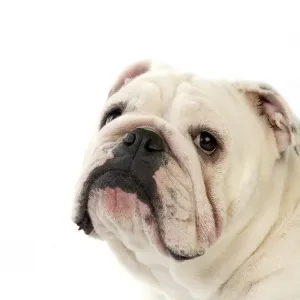 Domestic Dog, Bulldog, adult female, close-up of head Domestic Dog, Bulldog, adult female, close-up of head