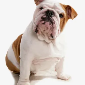 : Dogs