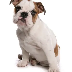 Domestic Dog, Bulldog, puppy, sitting Domestic Dog, Bulldog, puppy, sitting