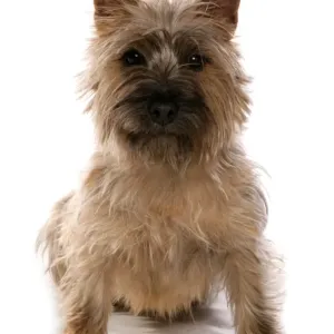 Domestic Dog, Cairn Terrier, adult, sitting Domestic Dog, Cairn Terrier, adult, sitting