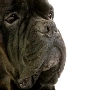 Domestic Dog, Cane Corso, adult, close-up of face Domestic Dog, Cane Corso, adult, close-up of face