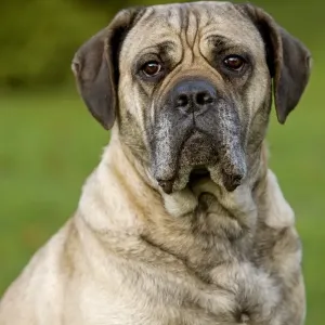 Domestic Dog, Cane Corso, adult, close-up of head Domestic Dog, Cane Corso, adult, close-up of head