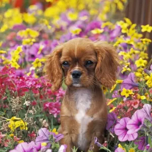 : Baby Animals