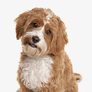 Domestic Dog, Cavapoo (Cavalier King Charles Spaniel x Poodle), adult, sitting