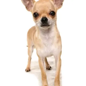Perro de hogar, Chihuahua, adulto y parado Perro de hogar, Chihuahua, adulto y parado