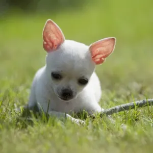 Domestic Dog, Chihuahua, short-haired variety, puppy, playing with stick on lawn, Sweden, august Domestic Dog, Chihuahua, short-haired variety, puppy, playing with stick on lawn, Sweden, august