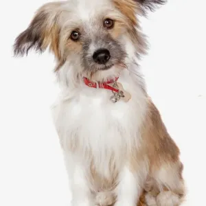 Domestic Dog, Chinese Crested, coated powder-puff variety, puppy, with collar, sitting Domestic Dog, Chinese Crested, coated powder-puff variety, puppy, with collar, sitting