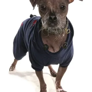 Domestic Dog, Chinese Crested, true hairless without furnishings, adult, standing, wearing coat Domestic Dog, Chinese Crested, true hairless without furnishings, adult, standing, wearing coat