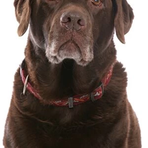 Domestic Dog, Chocolate Labrador Retriever, elderly adult, close-up of head, with collar
