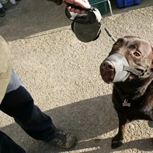 Domestic Dog, Chocolate Labrador Retriever, adult, wearing muzzle, on extendable lead, England, january