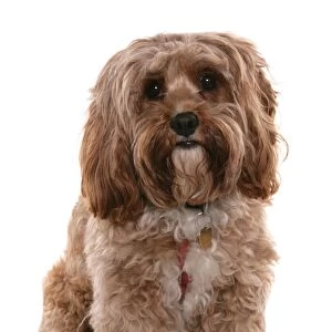 Domestic Dog, Cockerpoo (Cocker Spaniel x Poodle), adult, sitting, with collar and tag