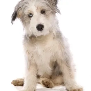 Domestic Dog, collie, female puppy, eye with Wall Eye heterochromia, sitting Domestic Dog, collie, female puppy, eye with Wall Eye heterochromia, sitting